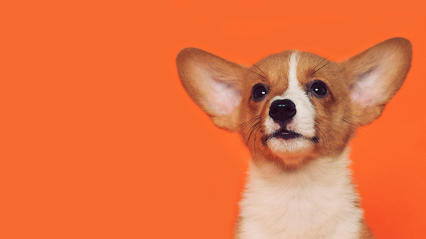 dog walking training collars